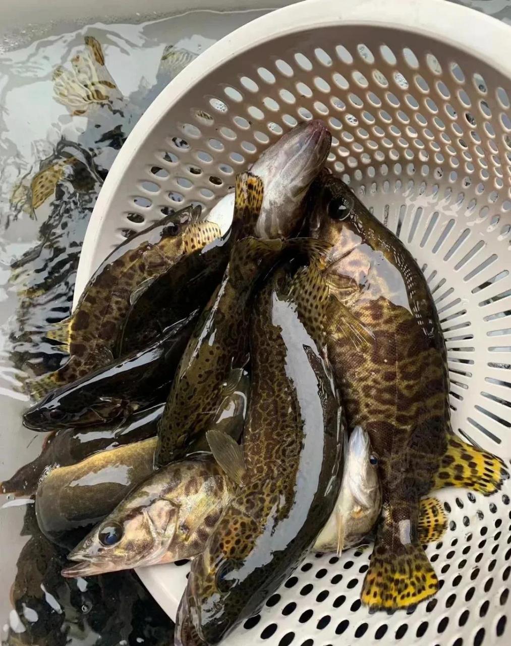 野生溪流斑鳜,简单清蒸最是美味