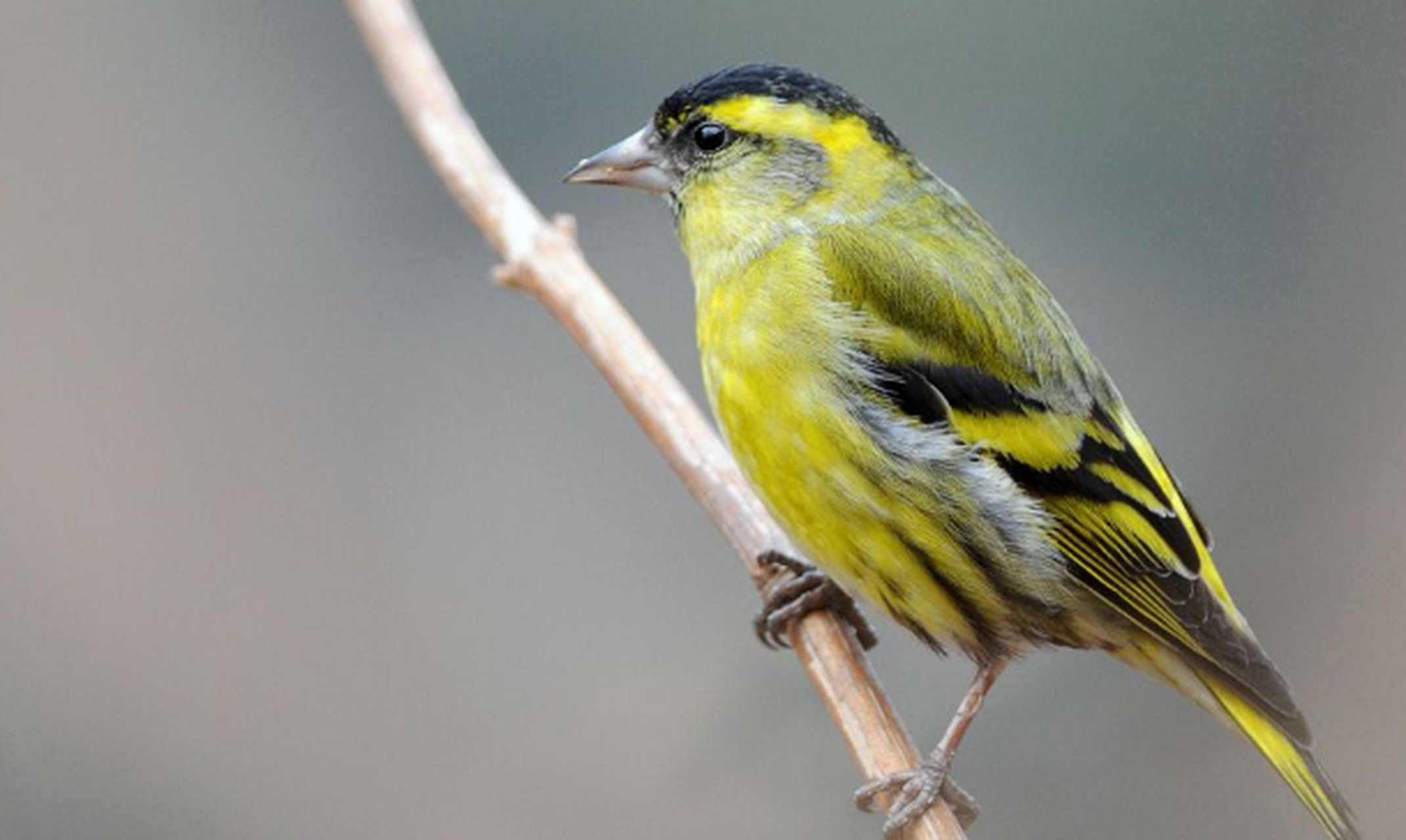 动态创作月#黄雀(学名:spinus spinus):为雀科金翅雀属的鸟类.体重9.