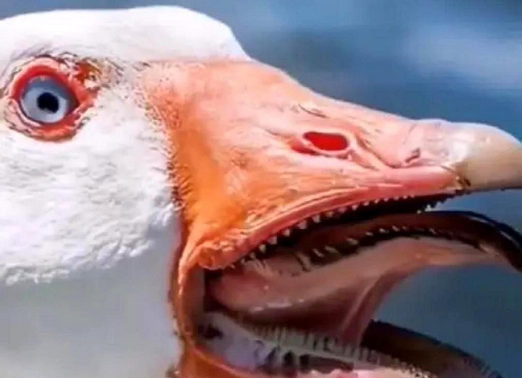 鹅嘴实在太厉害了,难怪它是村里的霸主!