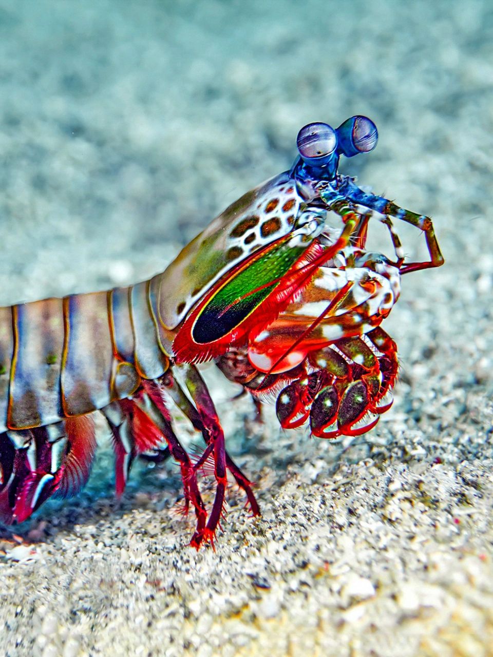 漂亮凶悍的海洋拳王 雀尾螳螂虾 学名:odontodactylus scyllarus 英语