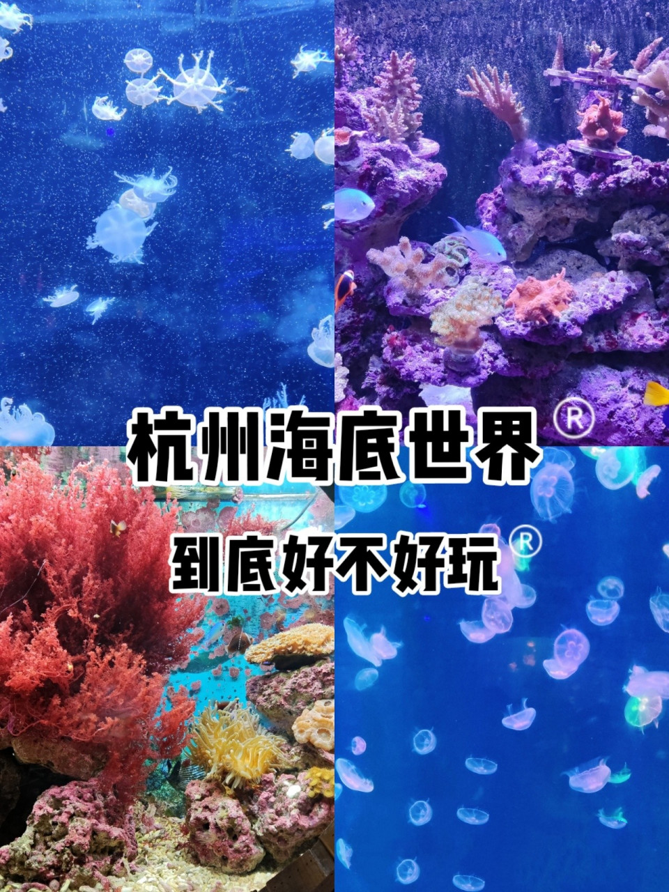 打卡杭州海底世界 94115的门票真的值吗	 "94地点:上城区南山路