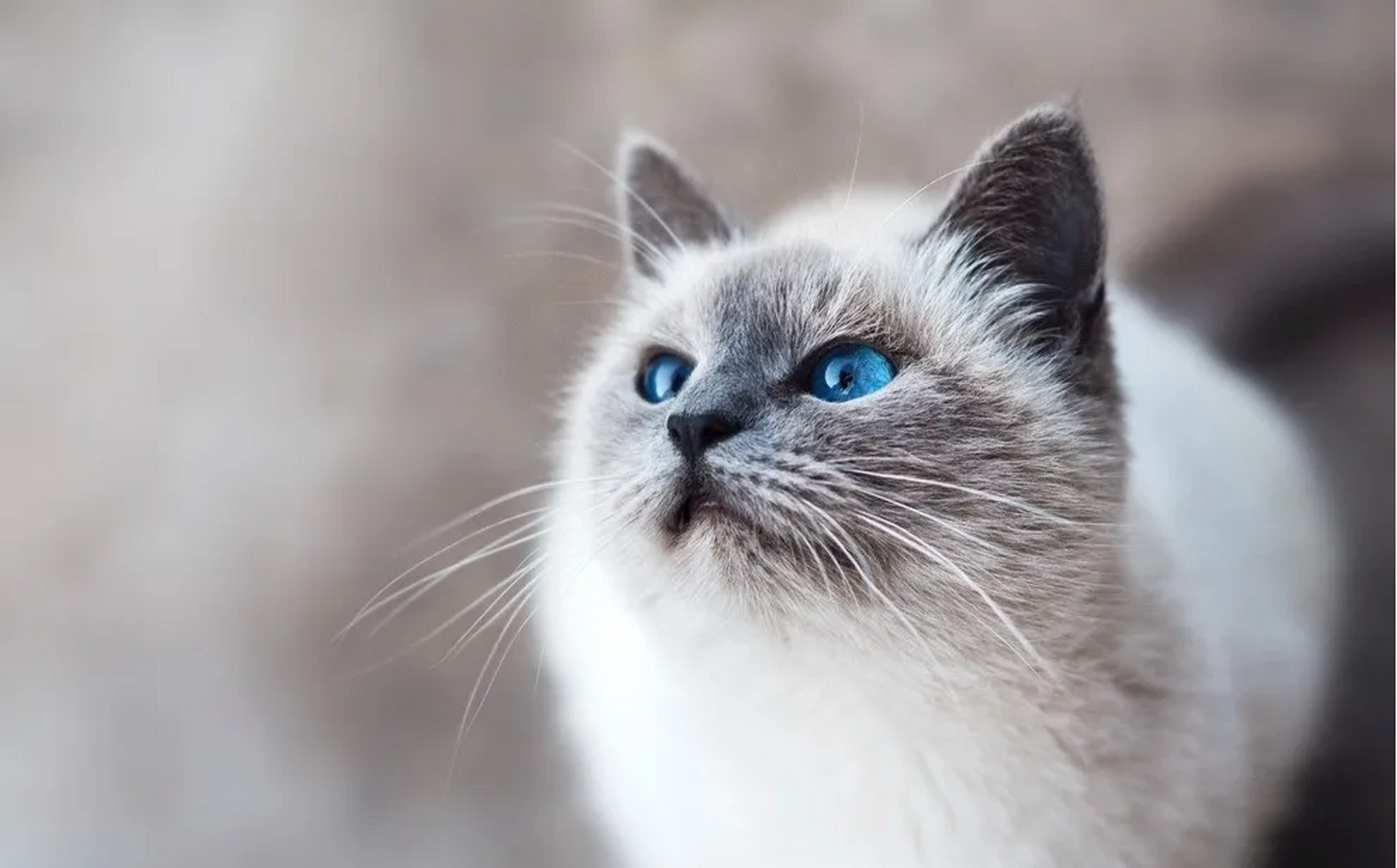 小猫咪,软软的毛 萌萌的脸,温柔的眼 你是我最爱的伴 陪我度过漫长的