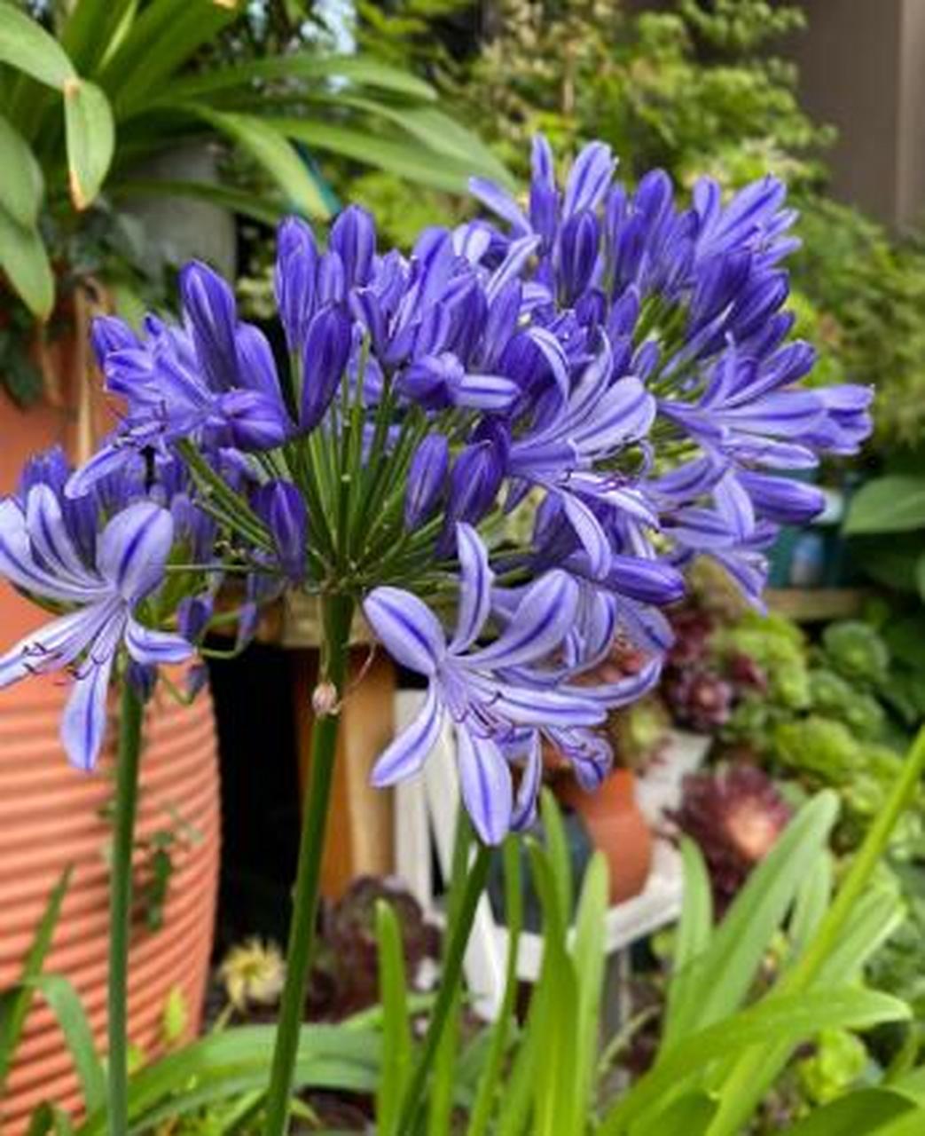 百子莲是宿根植物,虽然它的花茎很高,但是开花时,白色,紫色,蓝色的