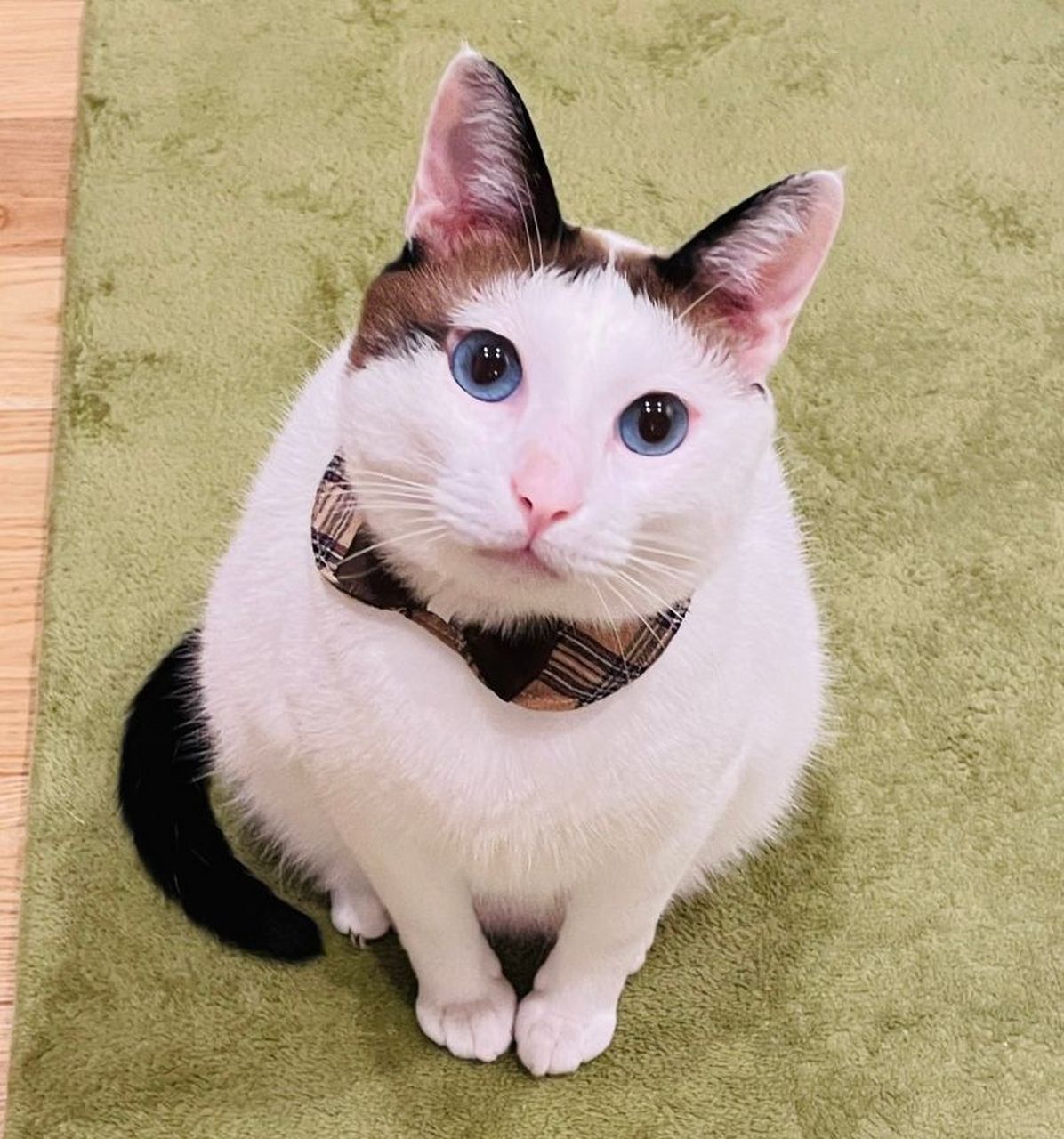 日本推主家养有两只猫咪,平时常与推特分享养猫日常,后续家中添了一位