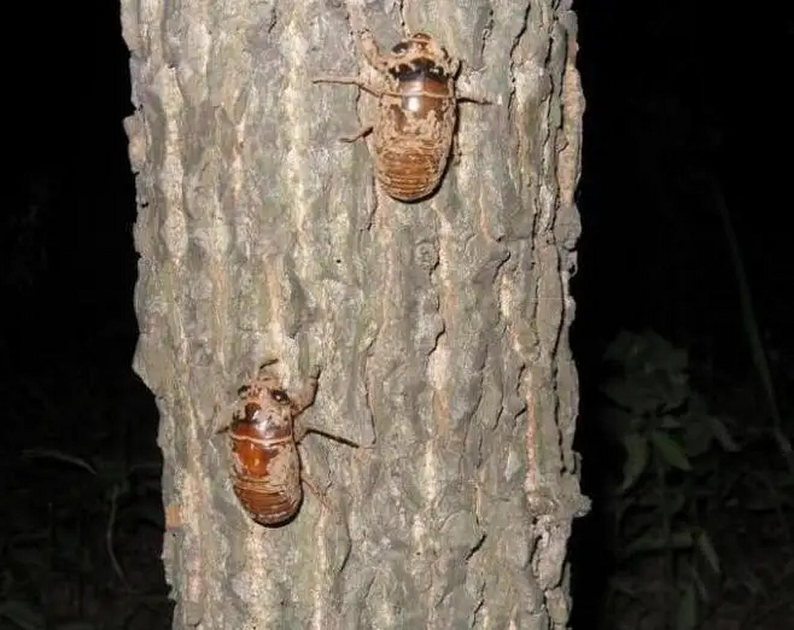 知了猴是蝉的若虫,它最大的天敌就是人类,这一点从夏天晚上树林里的