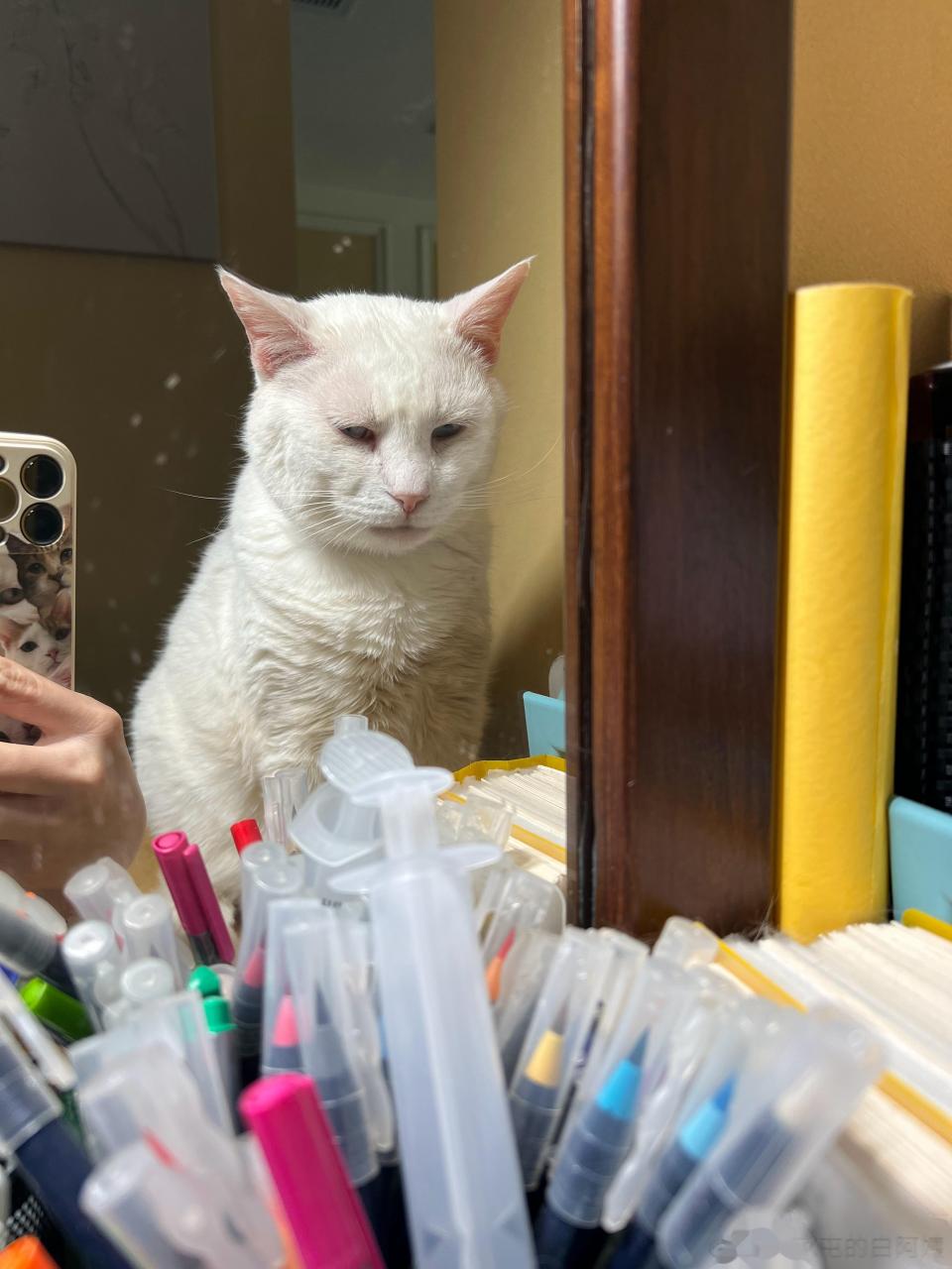 小小白这睡醒了要发会癔症的样子跟我一毛一样