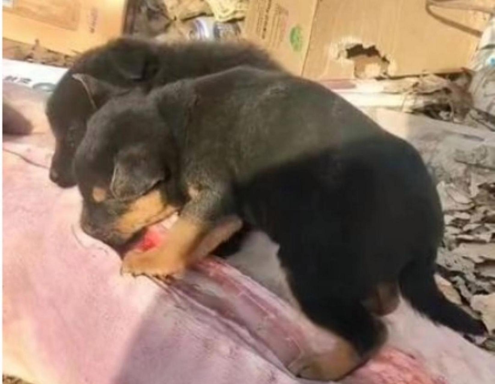 多好的人家呀,狗子先吃人再吃[嘻嘻]