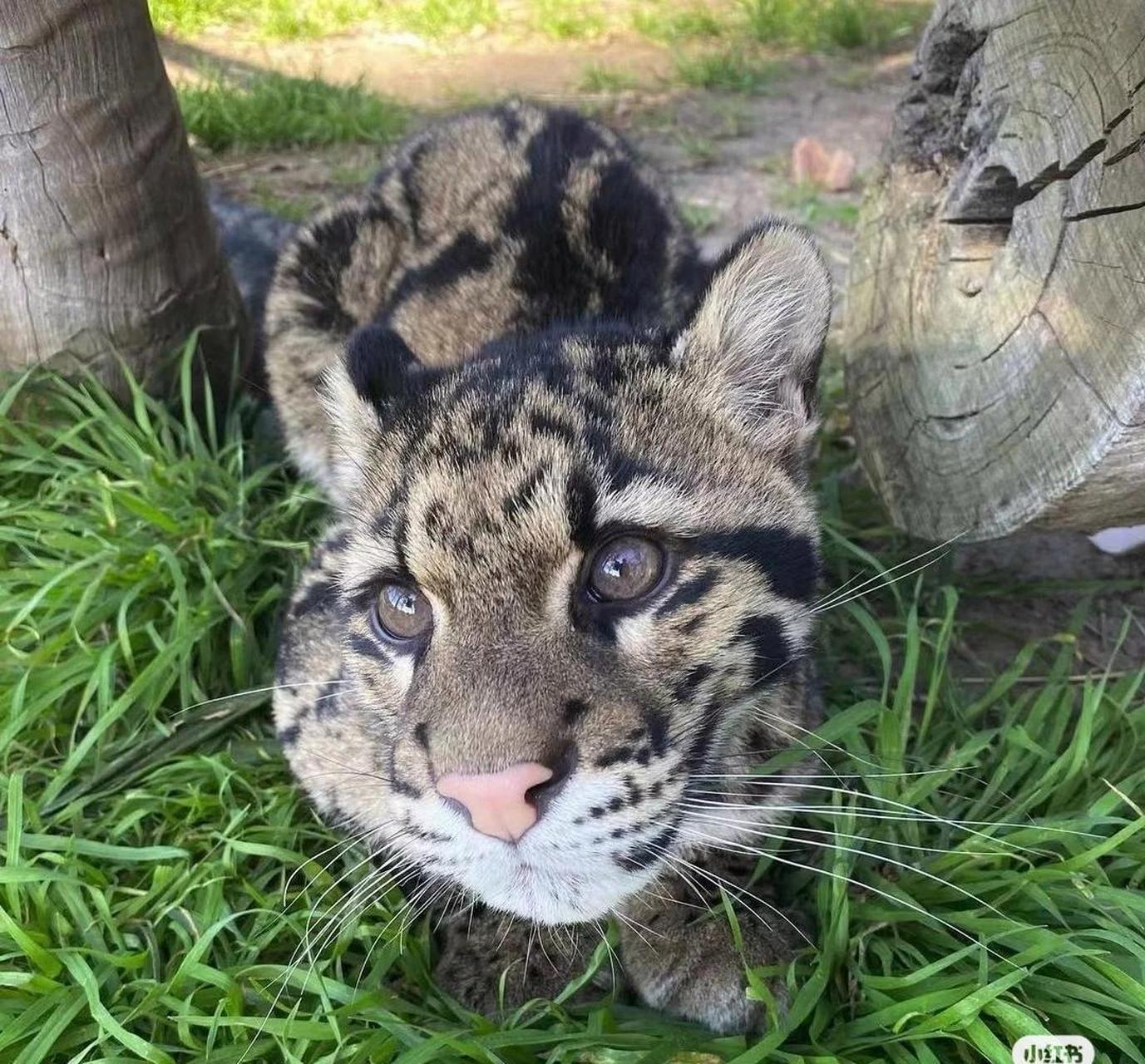 動物世界,雲豹是雲南的豹子嗎?小云豹如此可愛