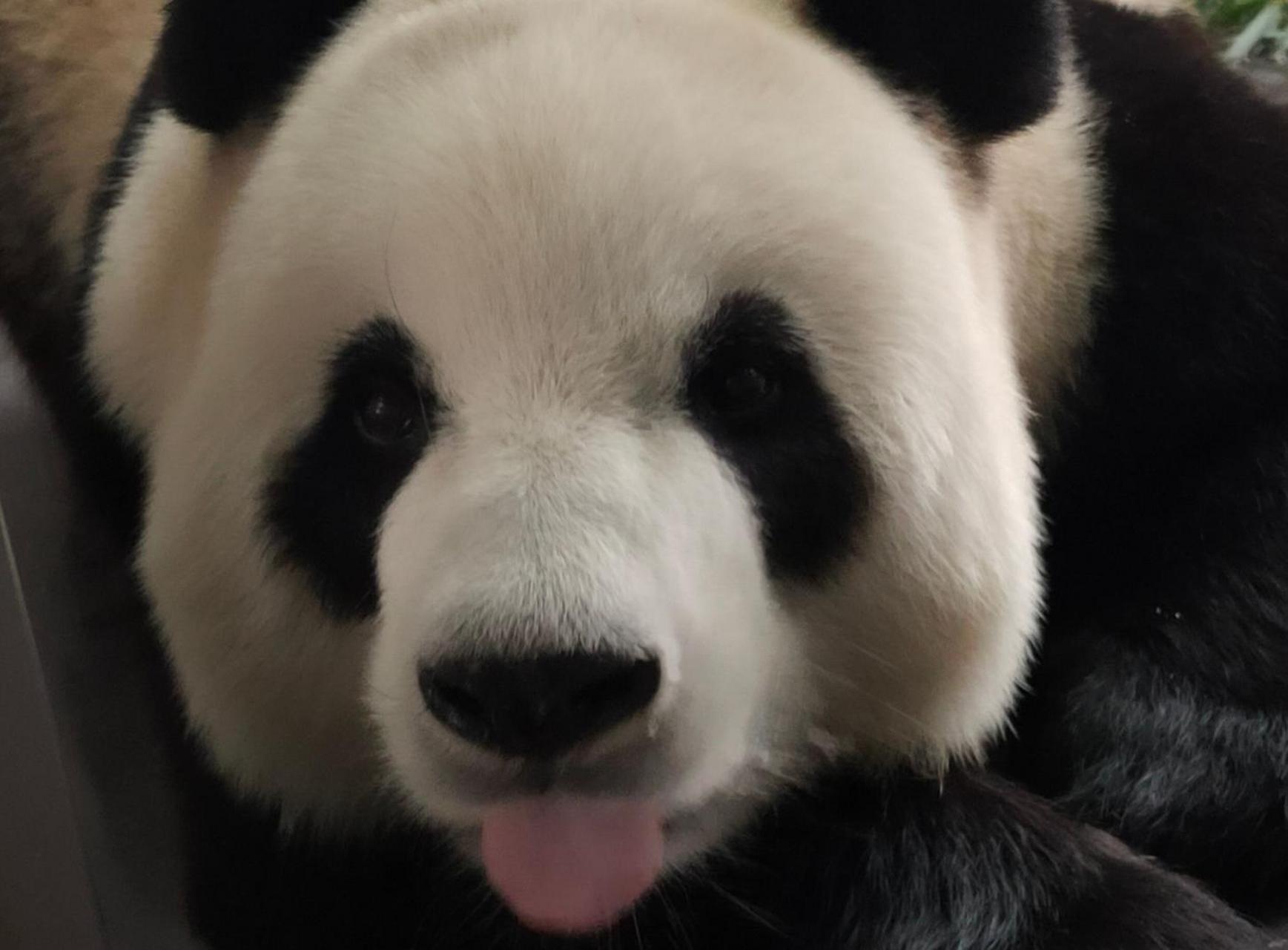 "金刚芭比"飞云深受大家的喜爱,它最特别的微笑脸,简直就是熊猫界"萌