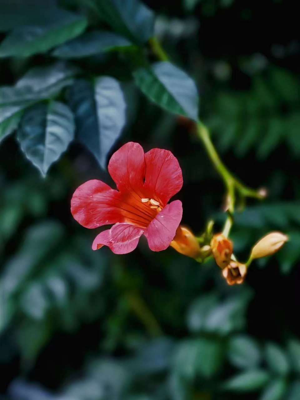 舒婷在【致橡树】中写:如果我爱你,绝不像攀援的凌霄花,借你的高枝