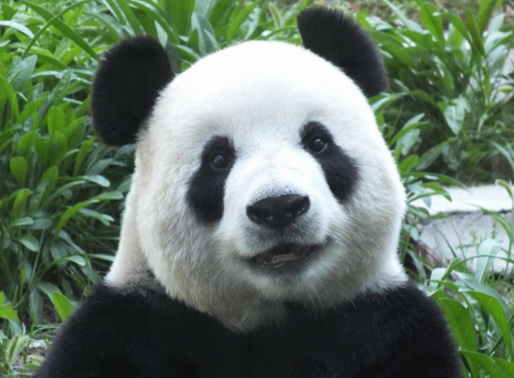 "金刚芭比"飞云深受大家的喜爱,它最特别的微笑脸,简直就是熊猫界"萌