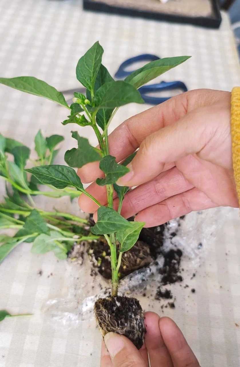 超新鲜的五彩辣椒苗辣椒苗的高度大约十厘米,都是穴
