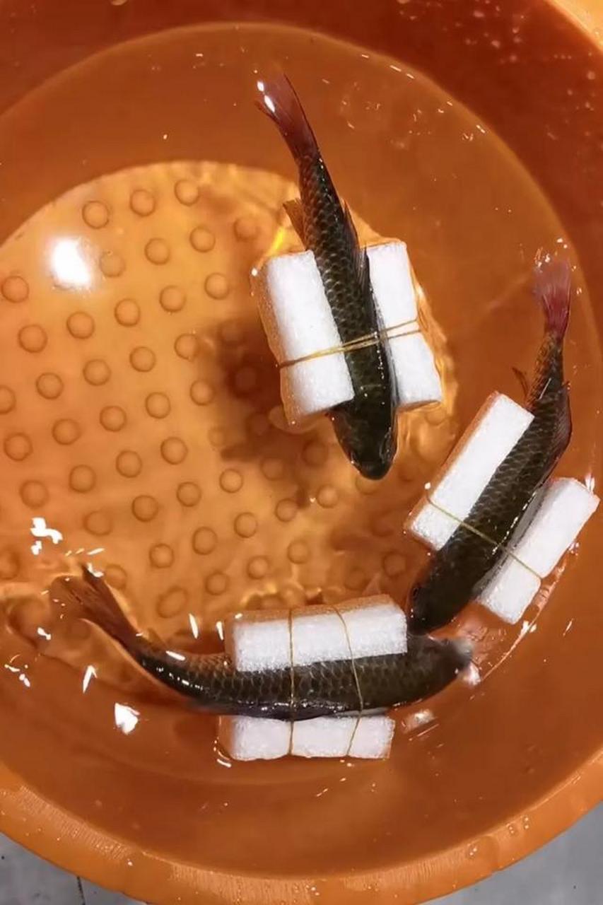 一网友发现自己家的鱼总翻肚皮,于是给自家的鱼绑上泡沫.