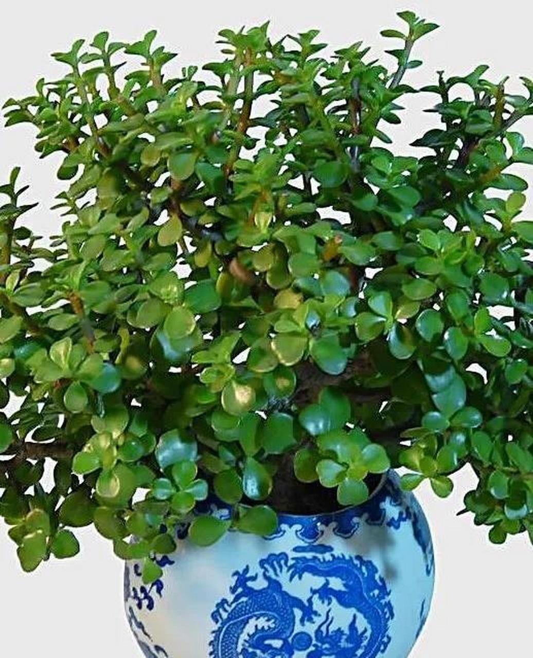 金枝玉叶,春季翻盆用什么土好?