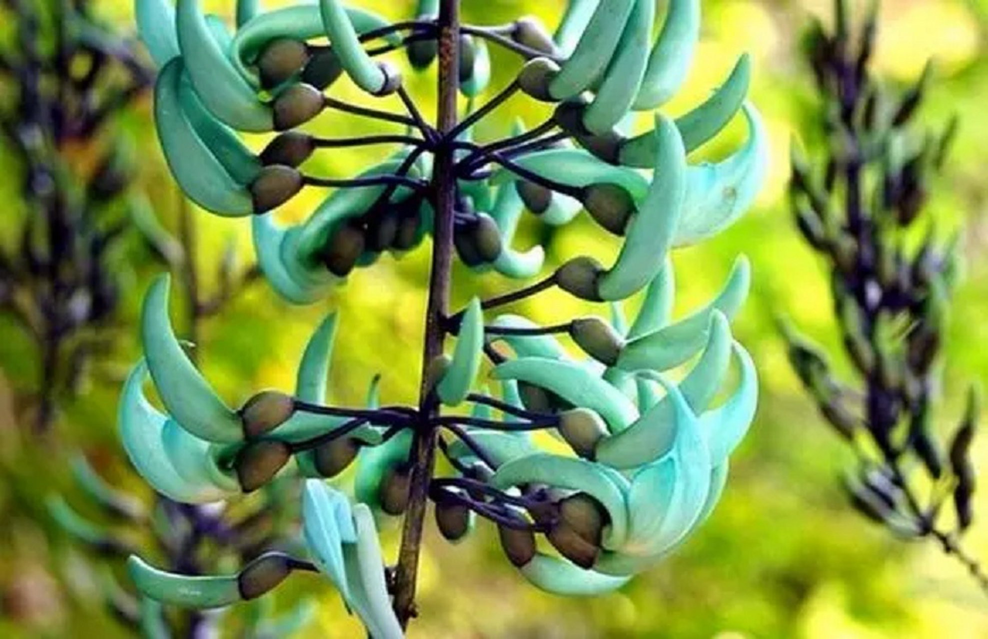 碧玉藤又称翡翠葛,由于属于藤类,是廊架,花亭,景墙等的外挂攀援的藤