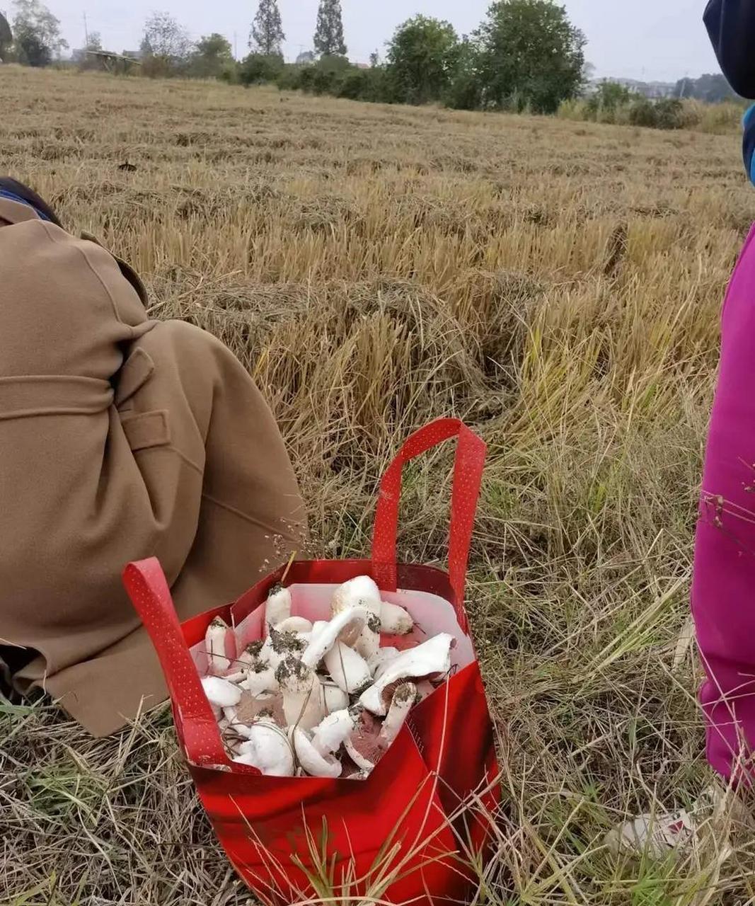 网友:稻田里的蘑菇,这是什么蘑菇,可以吃吗?