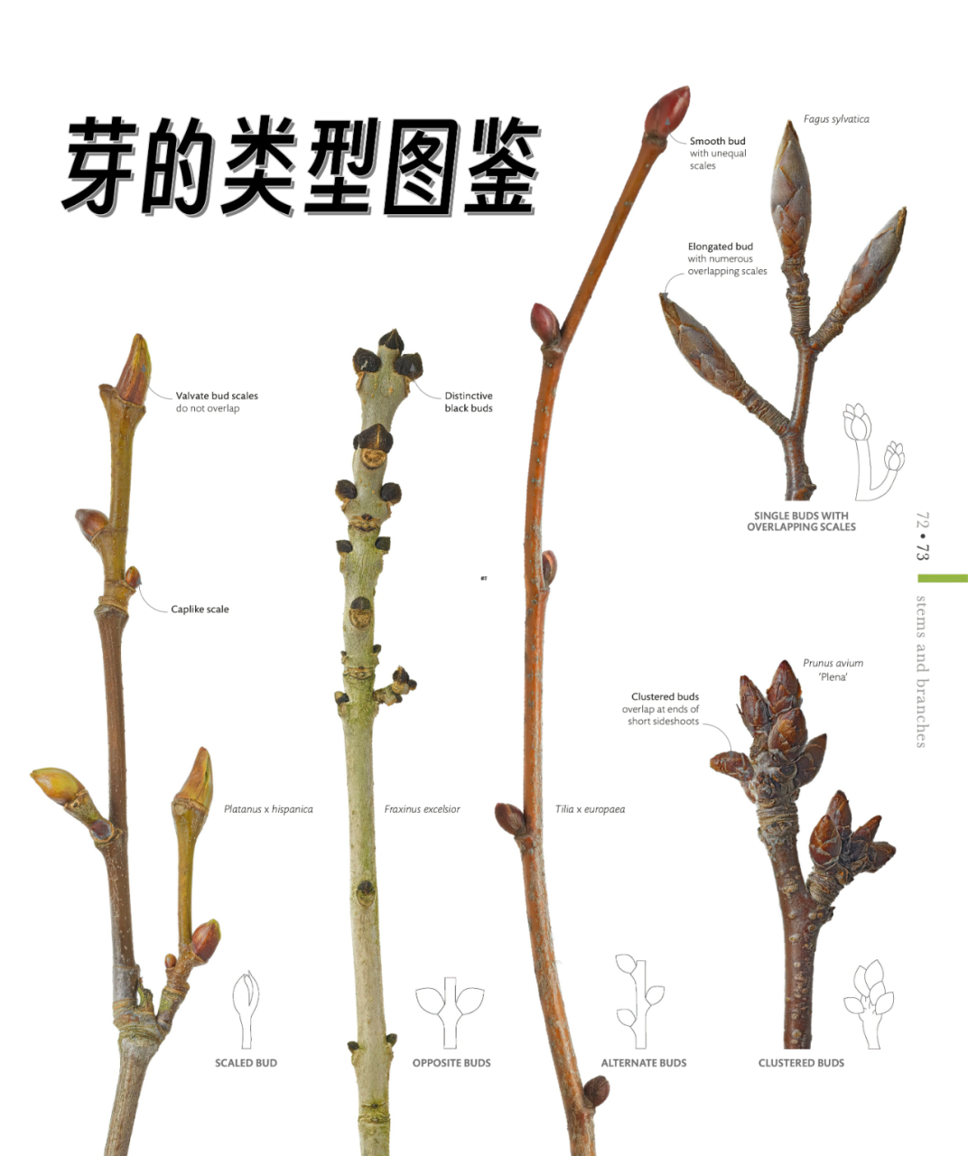 芽的类型图鉴  芽的位置与类型 根据生长位置,生长在枝条顶端的称为