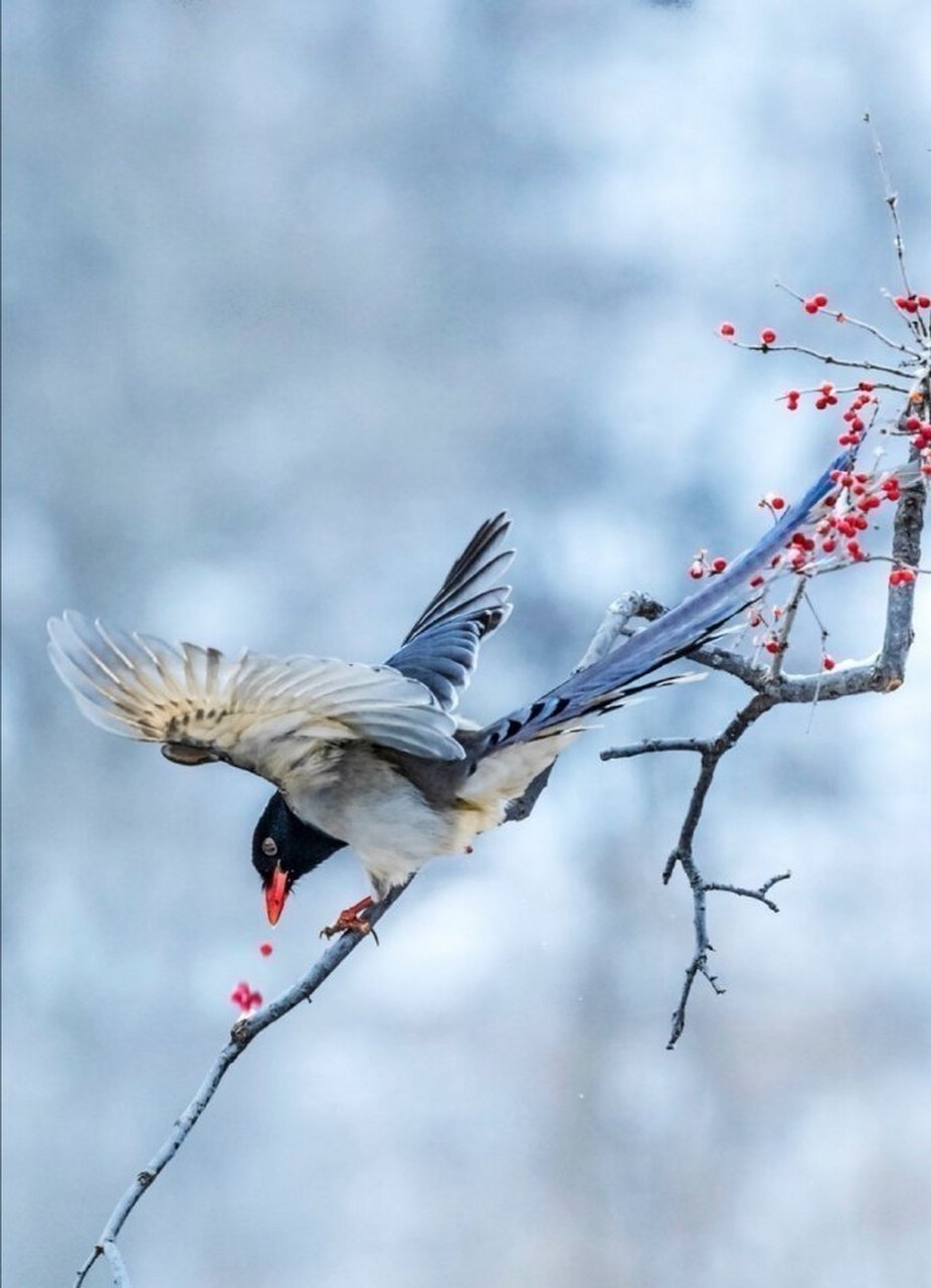 喜鹊叫,吉祥到