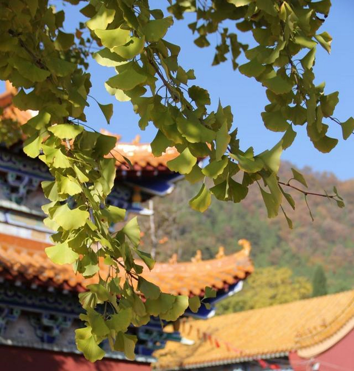 河北省 遵化市 禅林寺古银杏风景园[嘿哈]