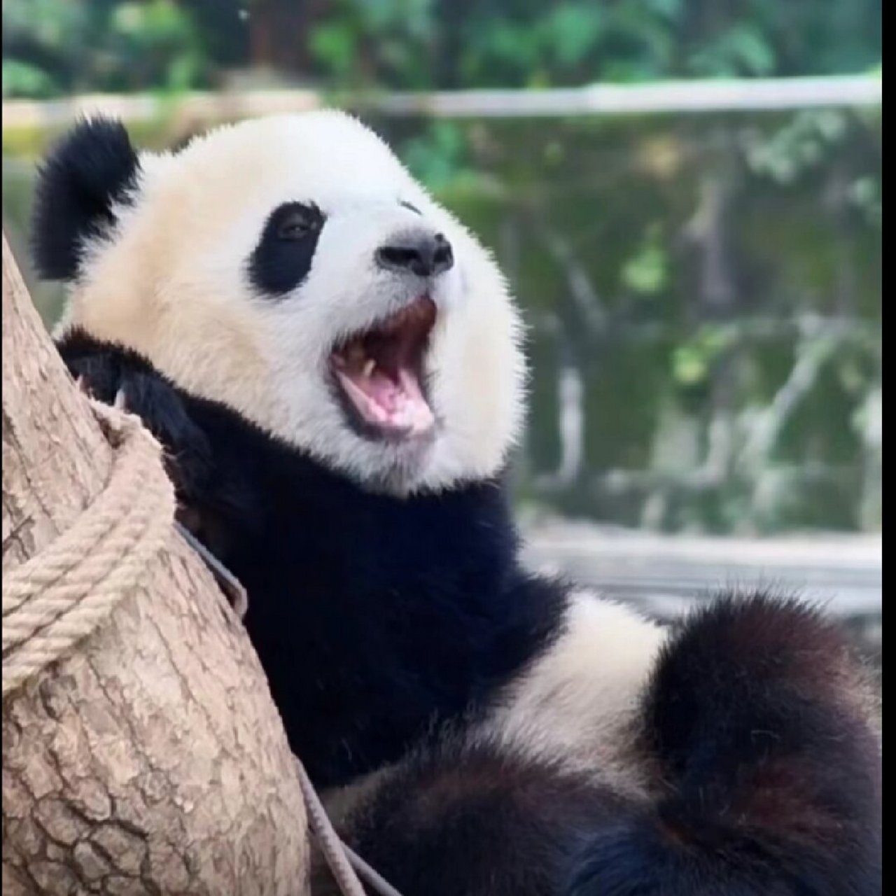 渝爱张嘴表情合集!	  我女儿真是太可爱了,简直让人忍不住想要拥抱她!