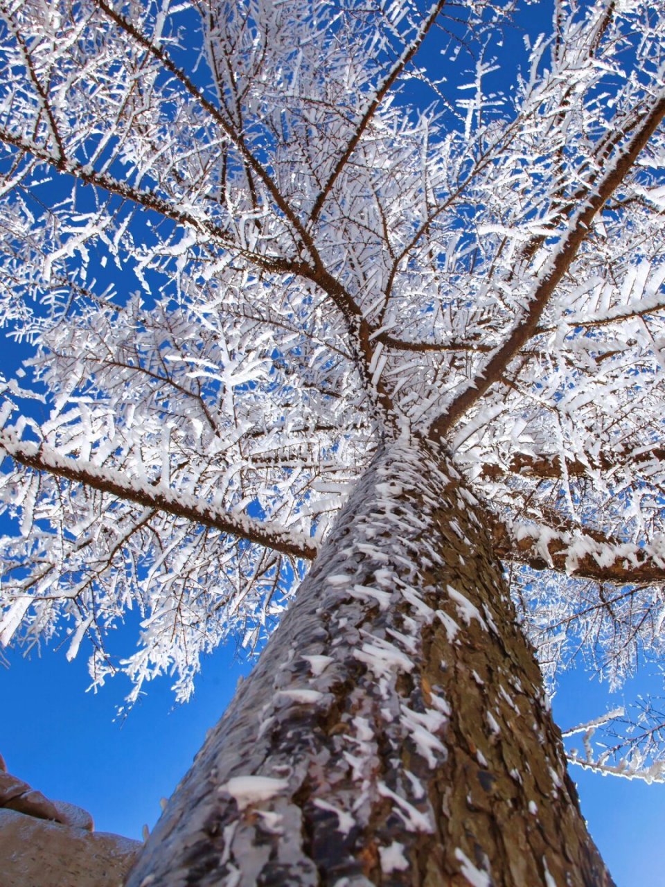 崂山耐冬降雪图片图片