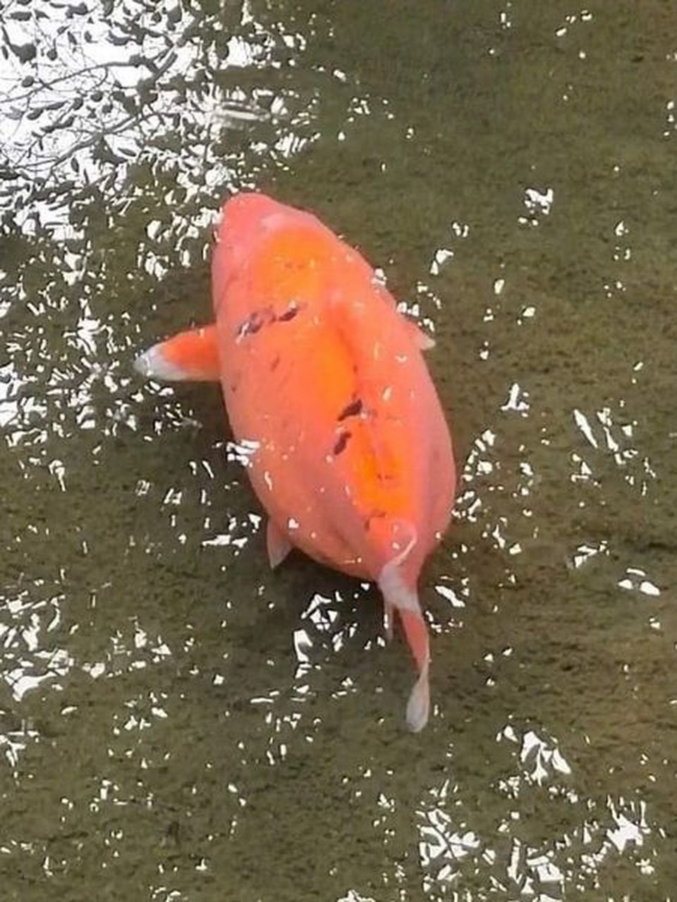 这鱼吃什么了,这么胖!
