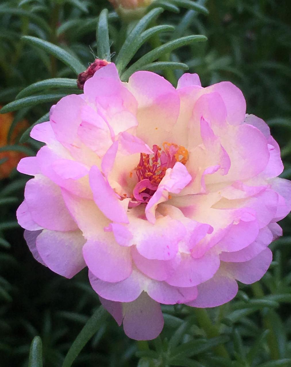 夏天的太阳花的"主场",当炎炎夏日,其他植物纷纷休眠之时,太阳花却能