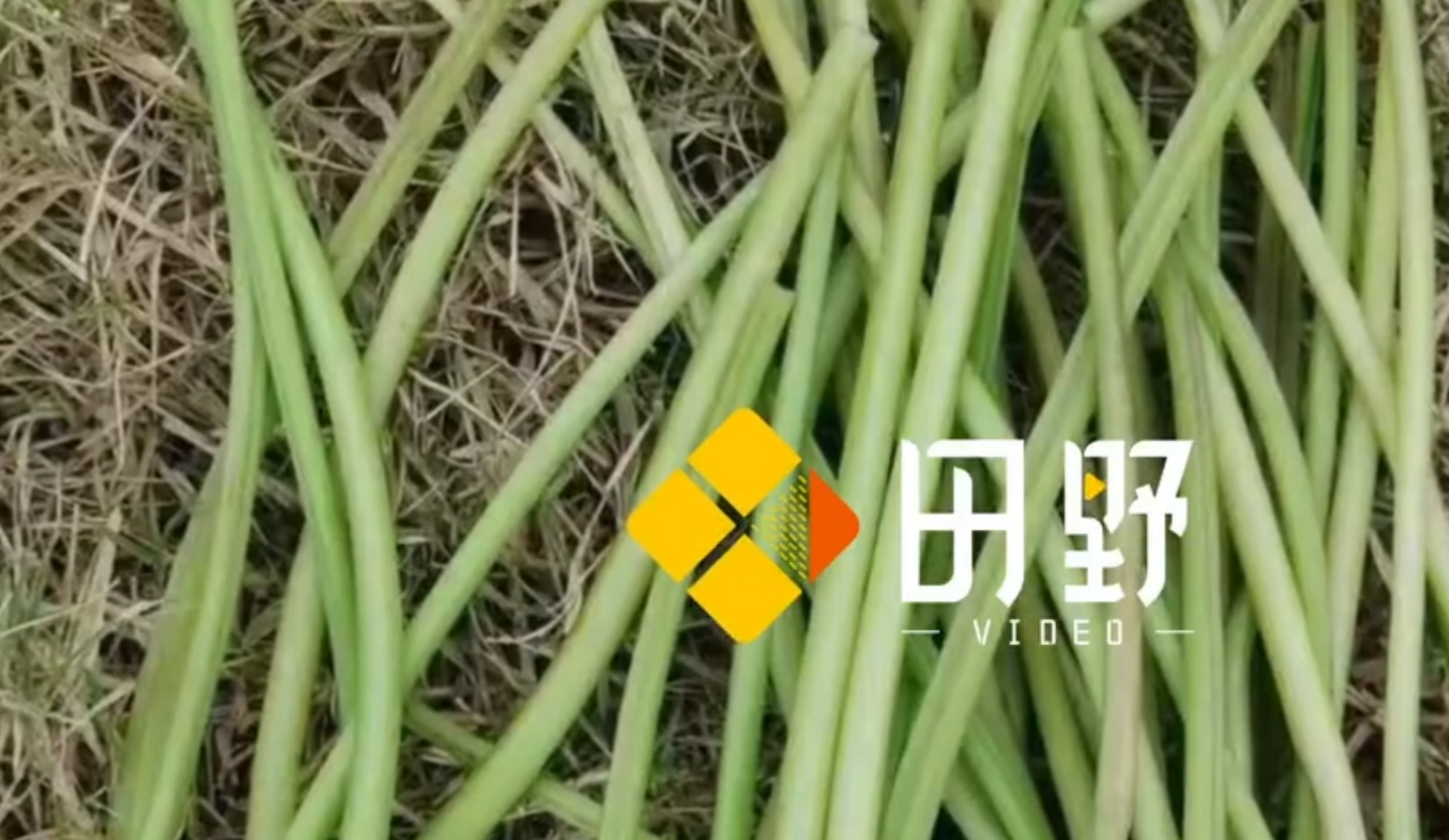 山东菏泽,60岁的张立贵带领30多户村民种植了1500亩地瓜.