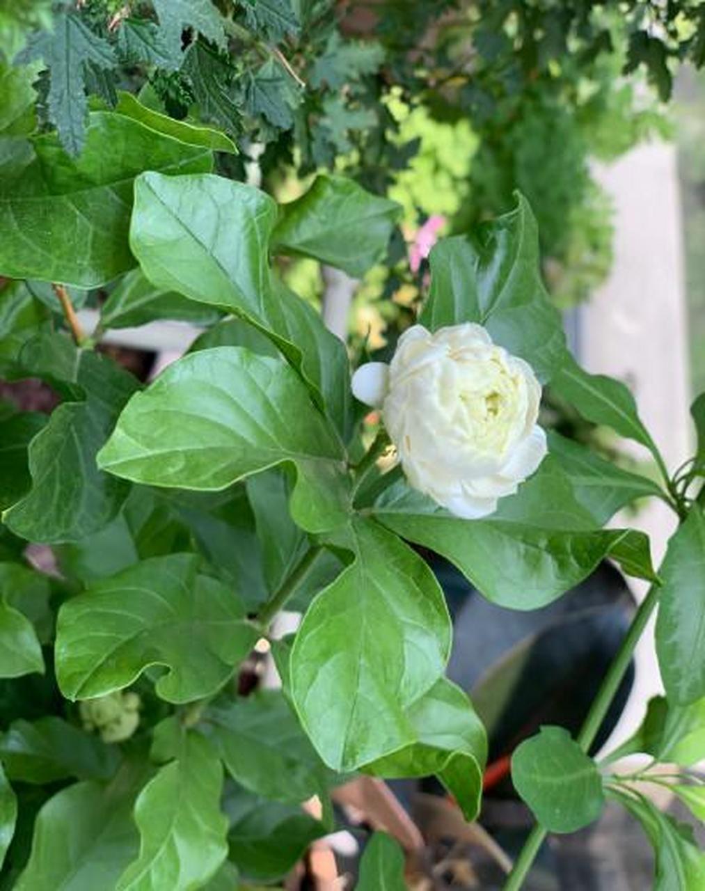 明明是茉莉,偏偏长了月季脸——虎头茉莉 虎头茉莉是重瓣茉莉的一种