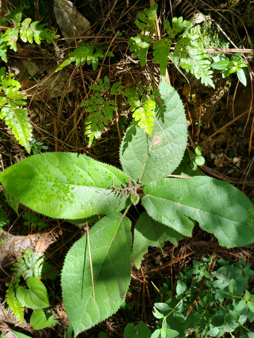 路边的小草,问一问它们的名字?