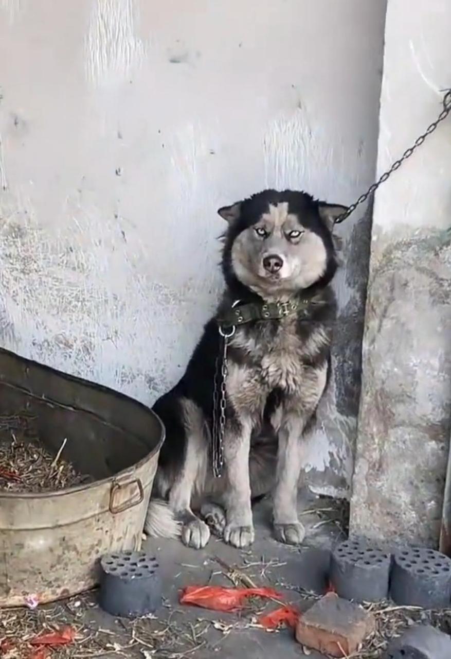 这二哈怎么混的,太惨了