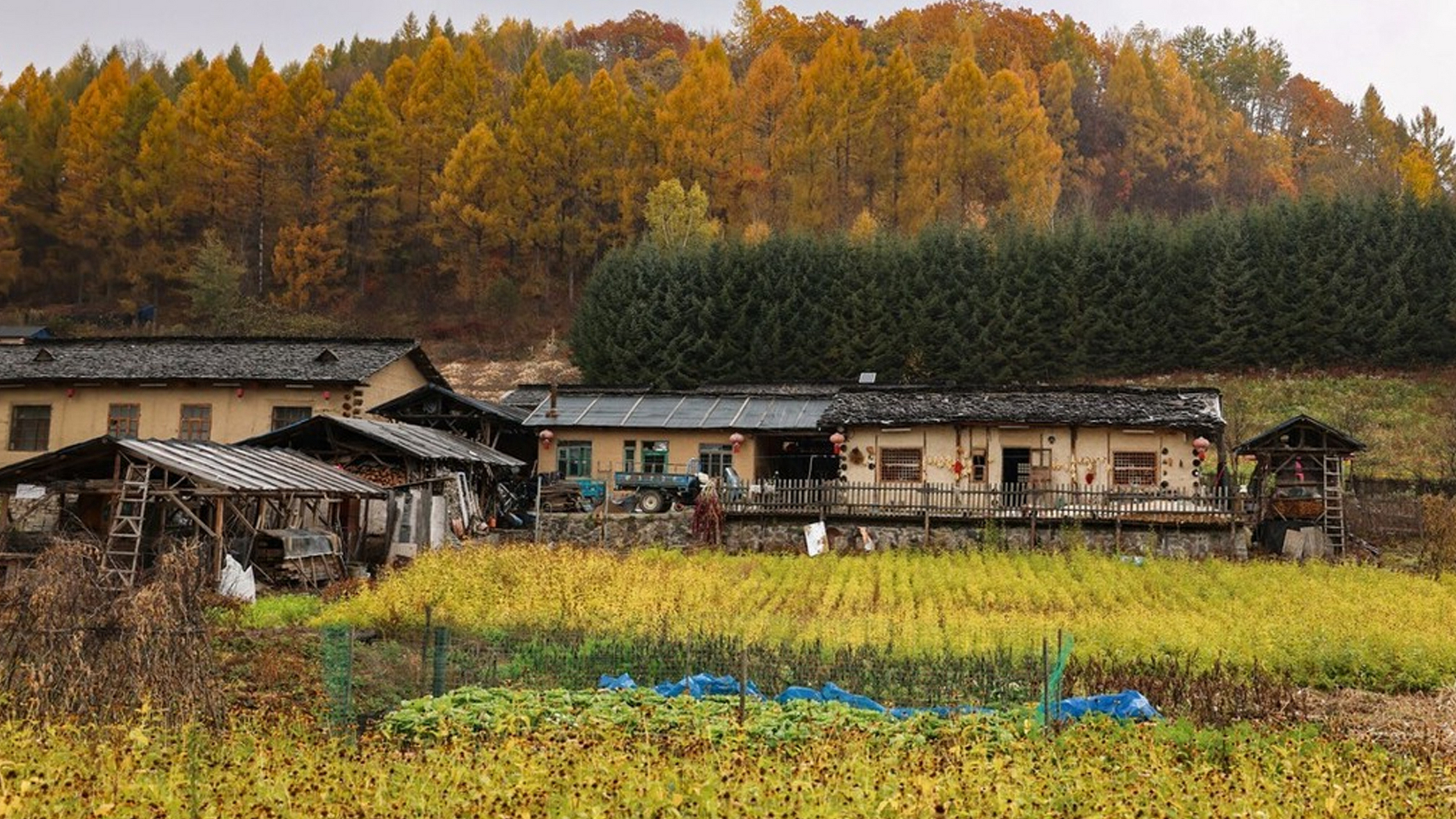 吉林锦江木屋村图片图片