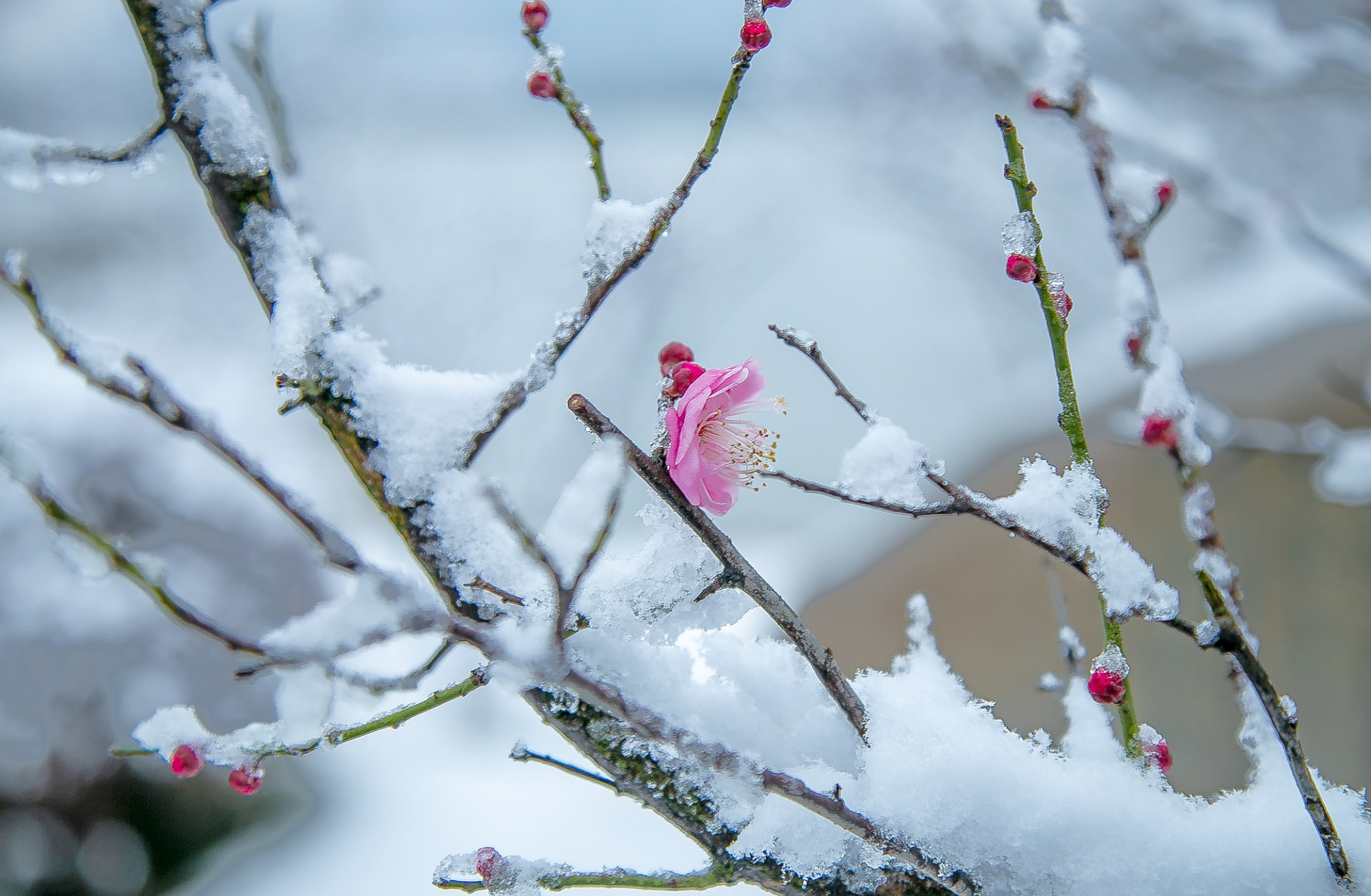 残雪图片大全唯美图片