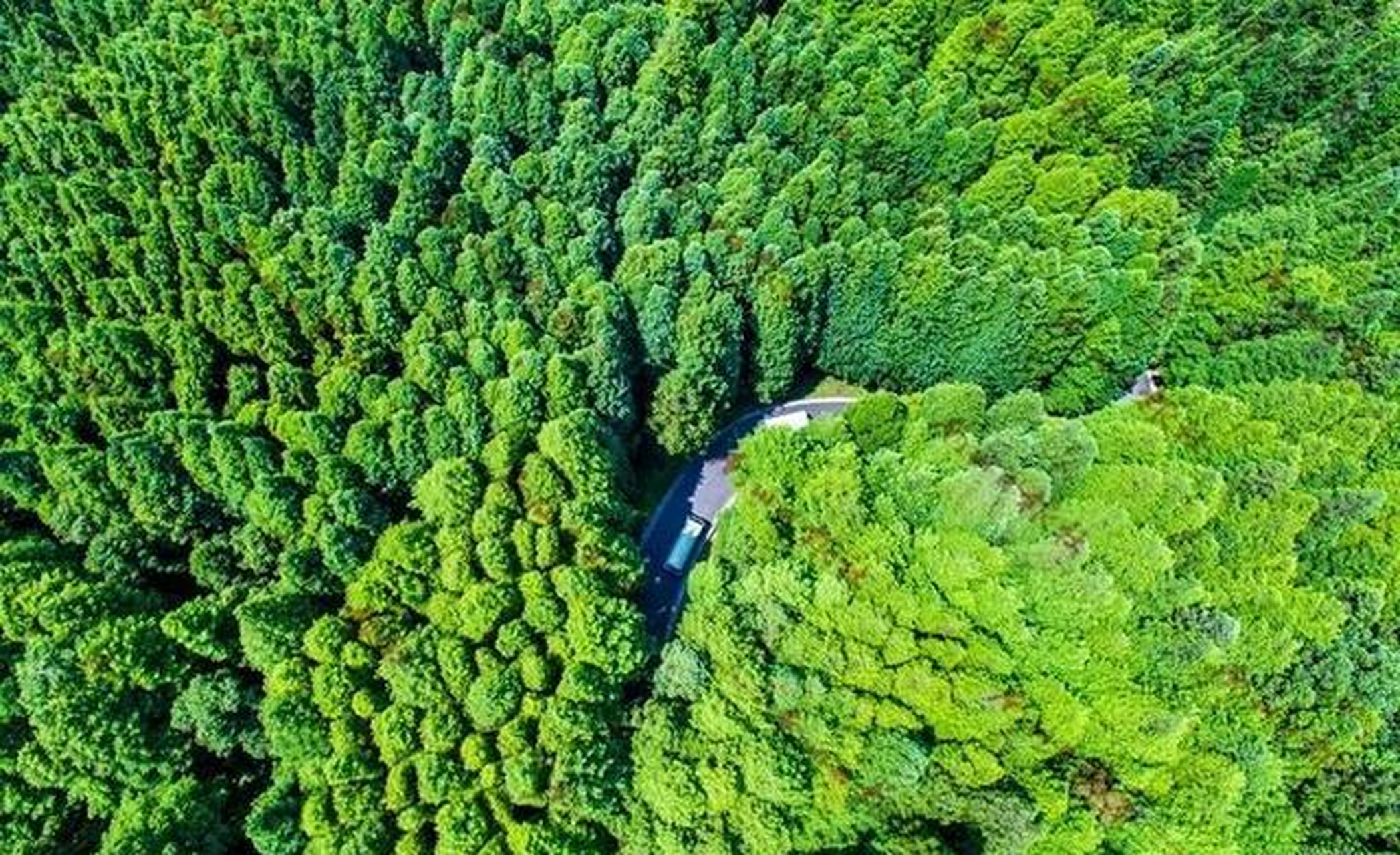 重庆山王坪:是国内探明面积最大,特色最显著的生态石林,占地524亩