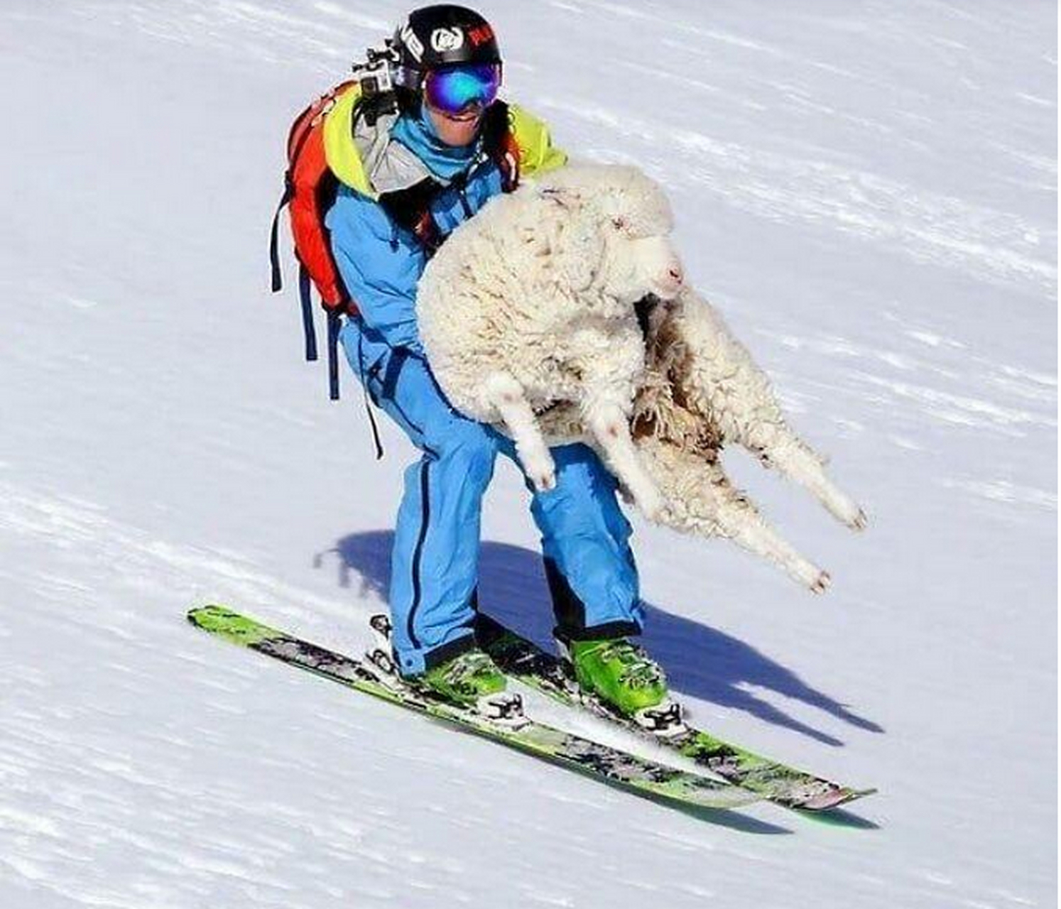 搞笑图片 滑雪者抱着一只羊,恐怕这只羊会终身难忘吧