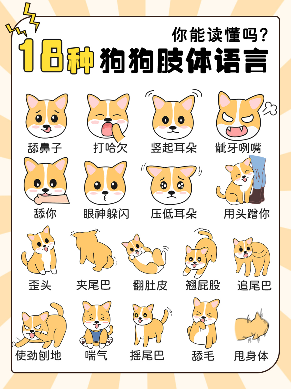 养狗必看|秒懂狗狗的18种肢体语言!