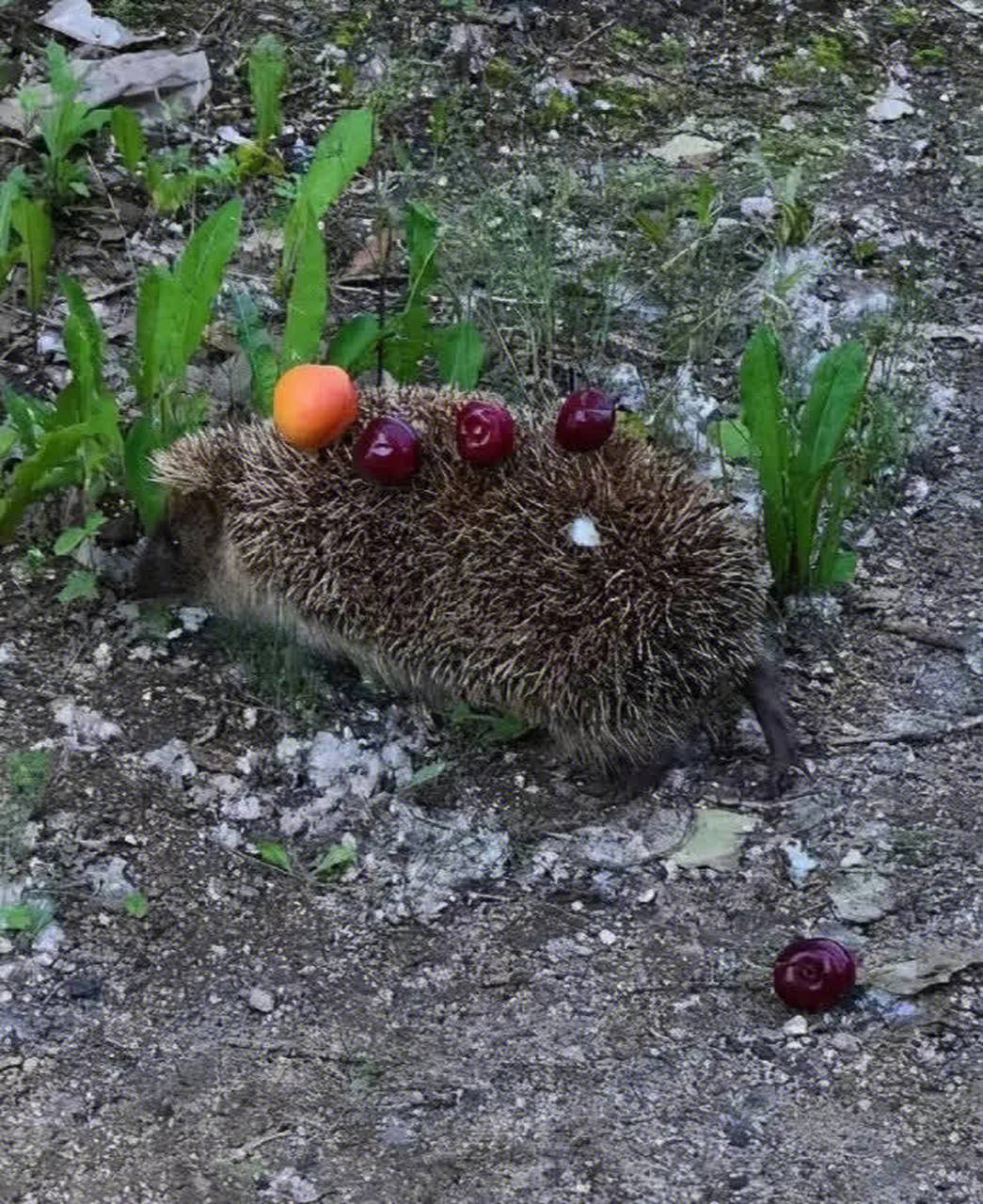 我在田里看到一只小刺猬,就给它装了一些水果