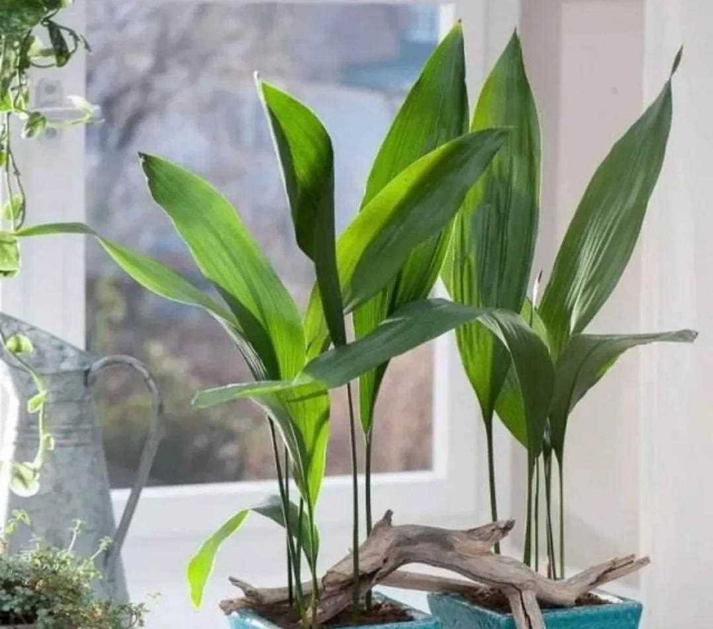 [哟] 一叶兰又叫蜘蛛抱蛋,别名大叶万年青,竹叶盘,九龙盘,竹节伸筋等