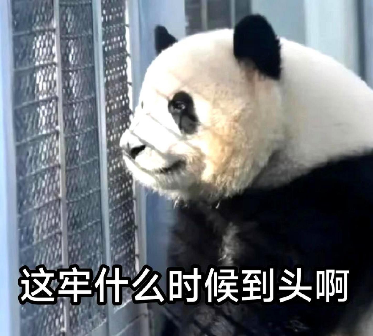 大熊猫的表情包真是太可爱了,它真是国宝啊!