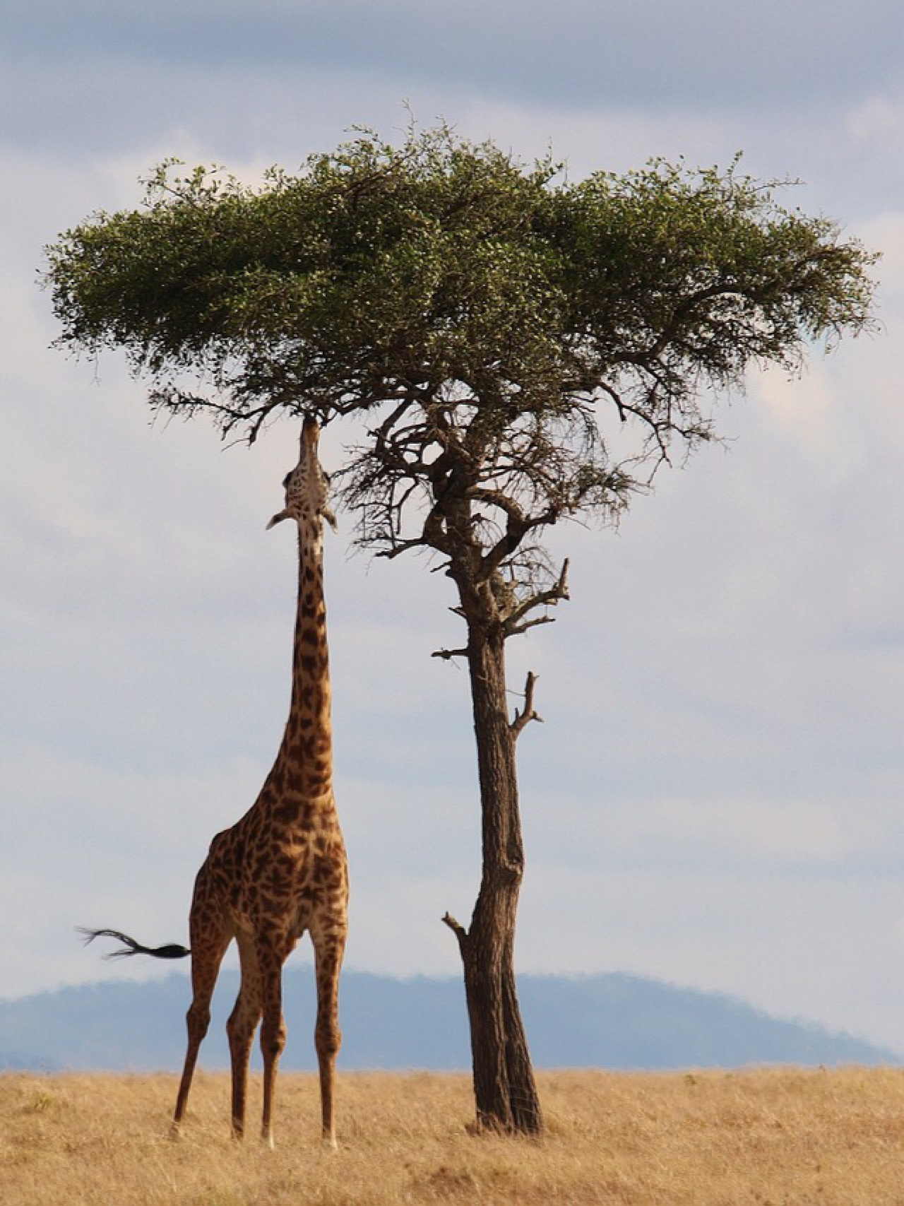 每天陪孩子一起瞧动物 长颈鹿(学名:giraffa camelopardalis) 是一种