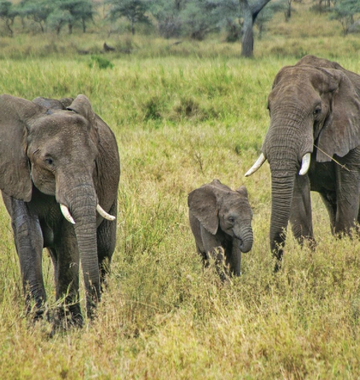 非洲象属包括二个物种,非洲草原象和非洲森林象.