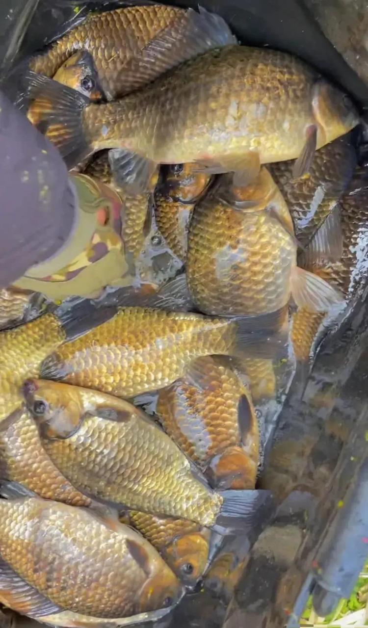 领动计划# 第一次见金黄色的野生大板鲫,这能吃吗 [捂脸]