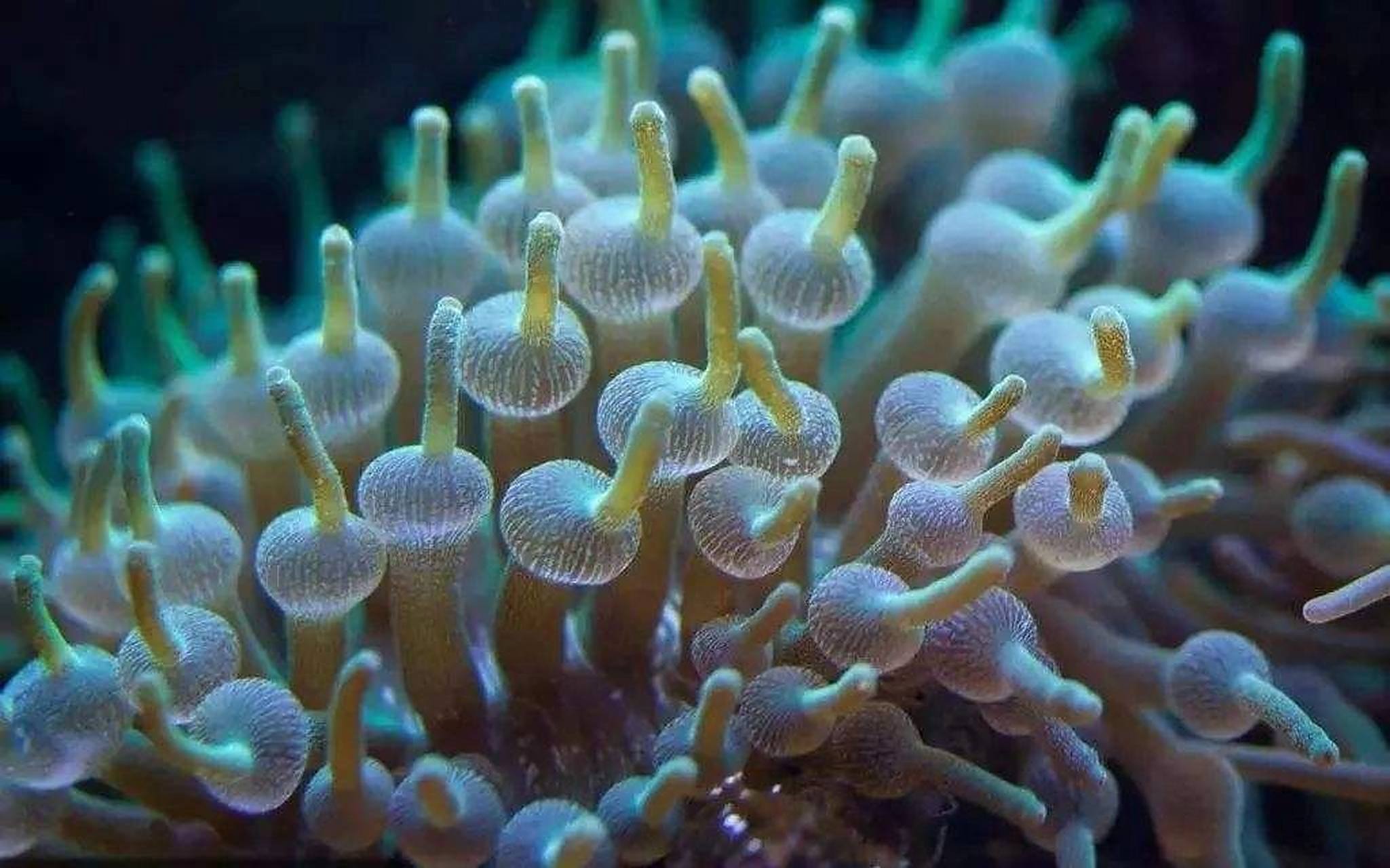 海洋生物-奶嘴海葵 92 奶嘴海葵又称拳头海葵,学名樱蕾篷锥海葵