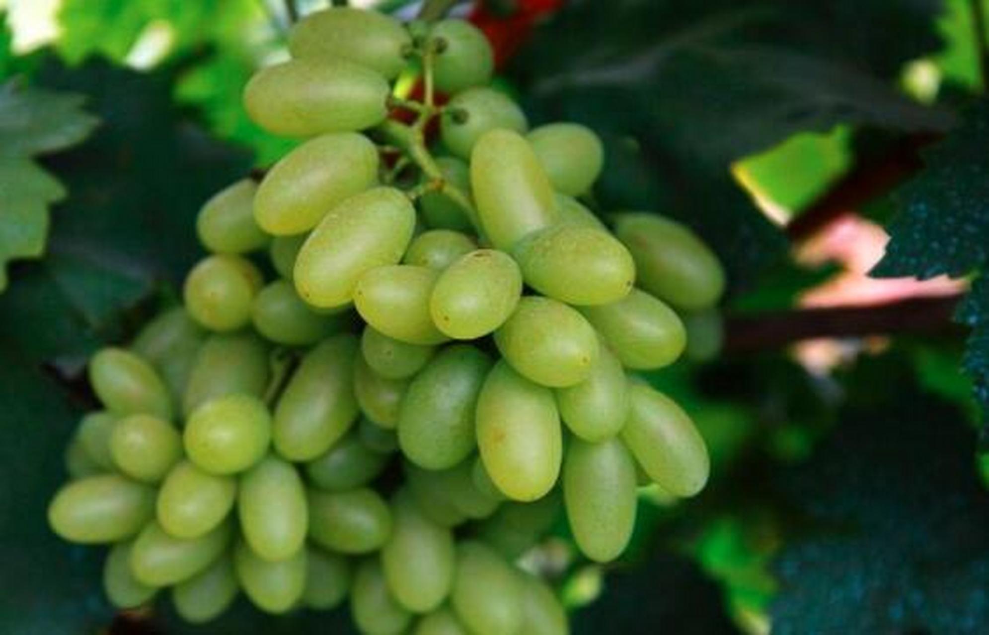 宣化白葡萄,又名牛奶葡萄,马奶葡萄,果实呈长椭圆形,酷似奶牛乳头.