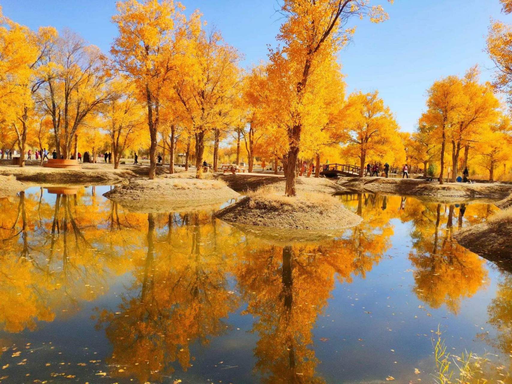 九月动态激励计划# 在甘肃也可以看到的秋日金黄——金塔胡杨林 金塔