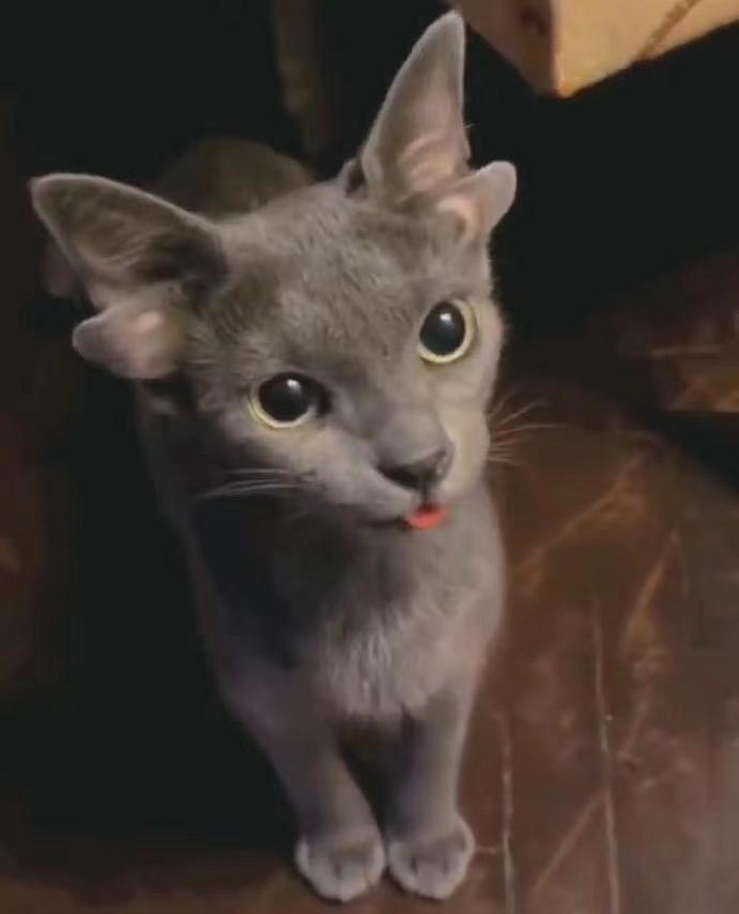 四耳猫咪也太可爱了吧