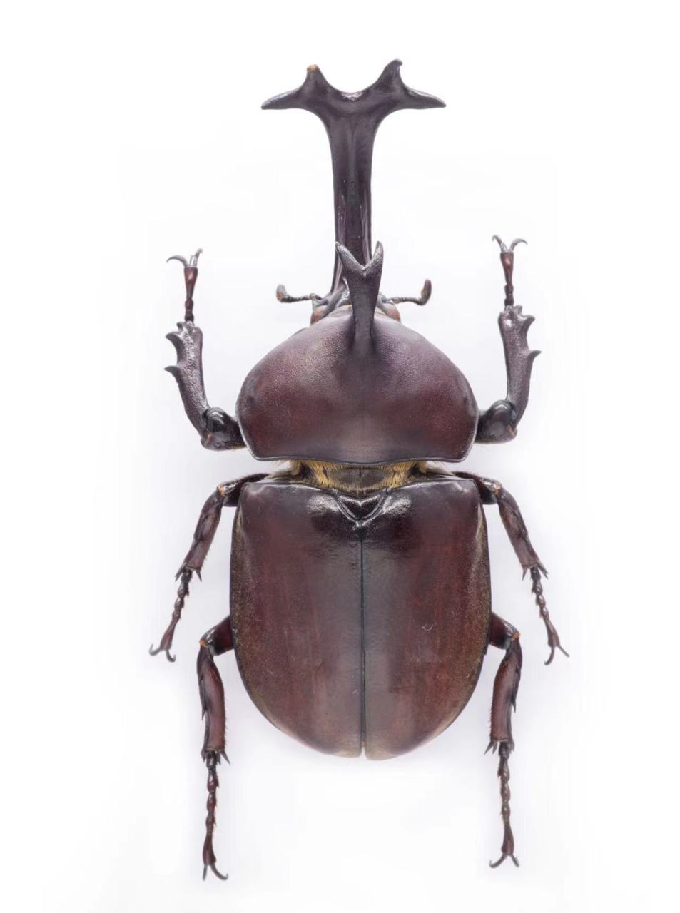 独角仙(双叉犀金龟) 双叉犀金龟(学名:trypoxylus dichotomus[1],又名