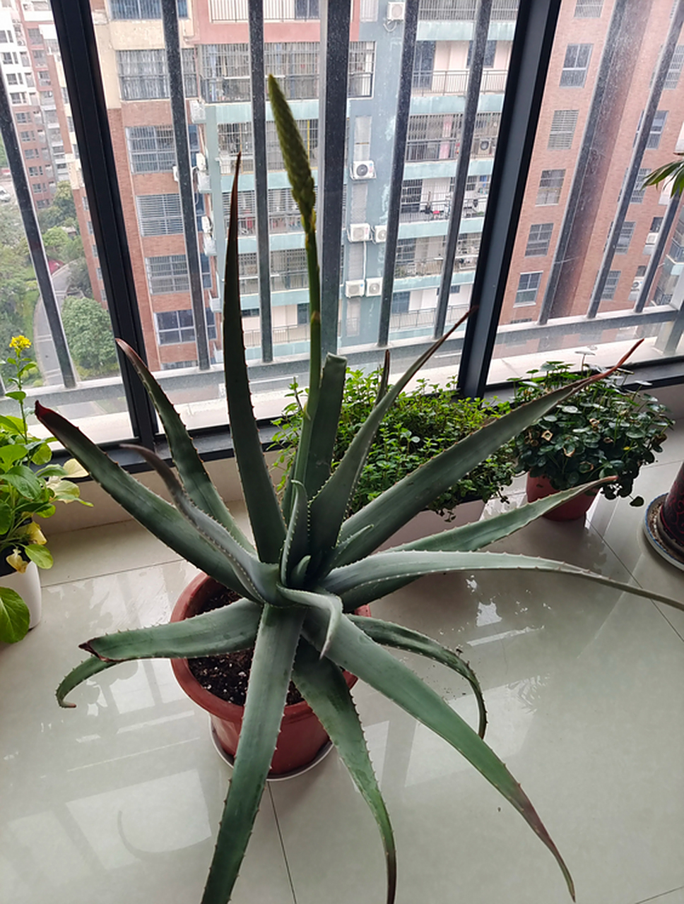 芦荟摆放家里禁忌(家里放芦荟是吉是凶)