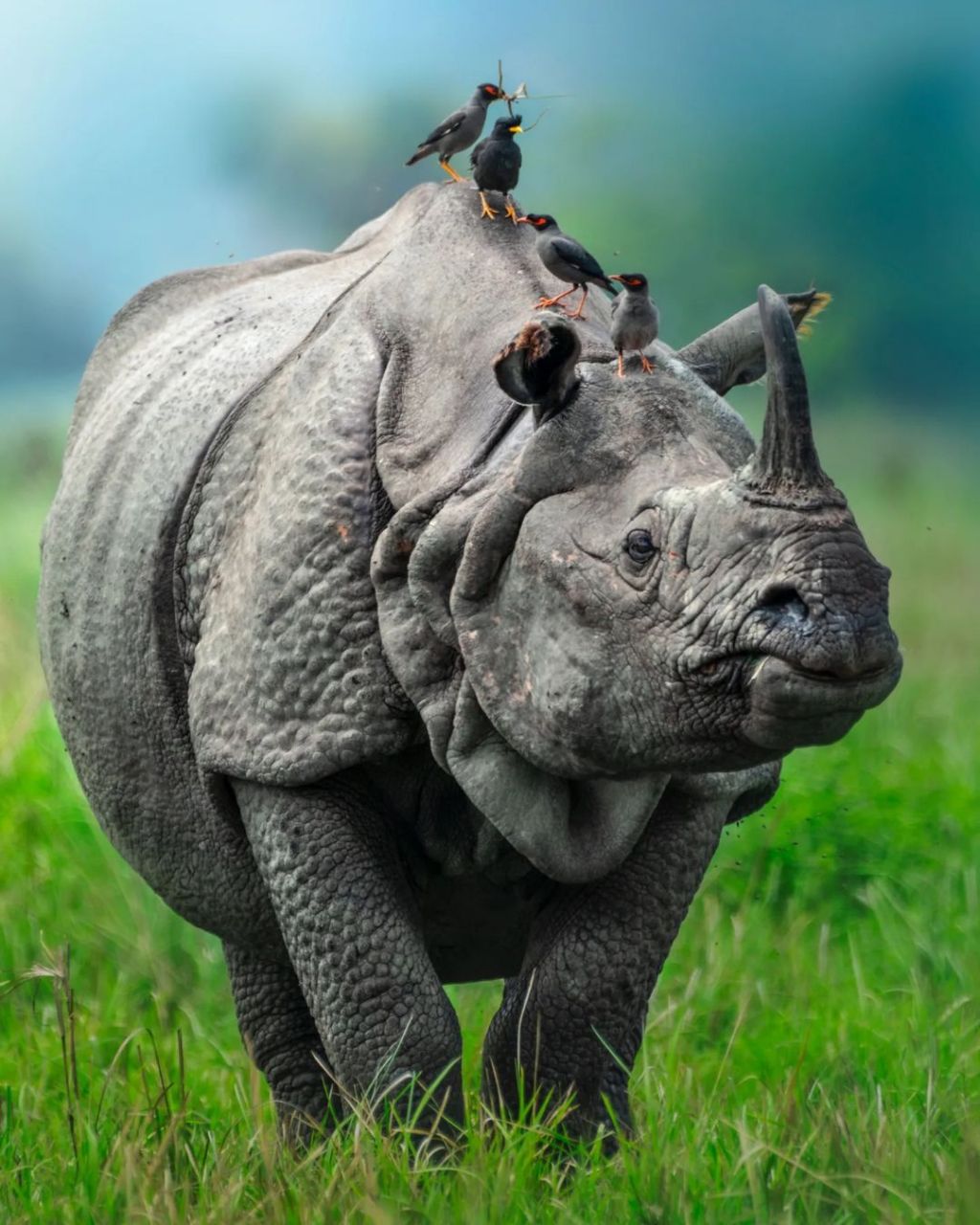 大独角犀牛,也被称为印度犀牛,是世界上最大的犀牛物种!