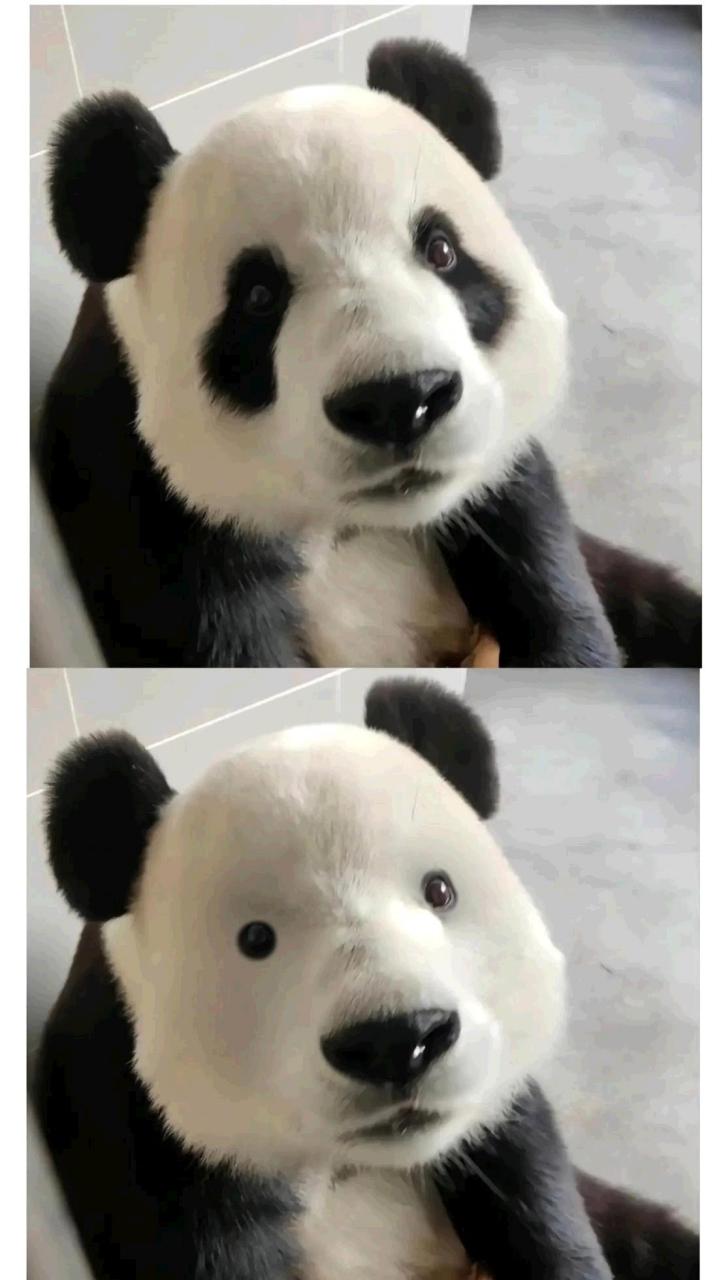 熊猫没有黑眼圈的照片图片